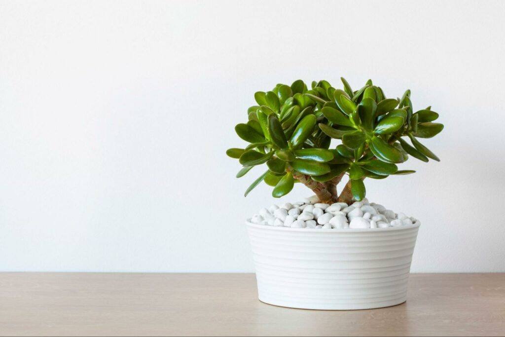 Jade Plants in a Nutshell