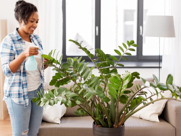 Low-Maintenance Marvels Caring for ZZ Plants