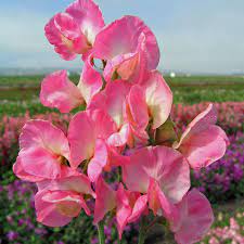 Mammoth Sweet Peas
