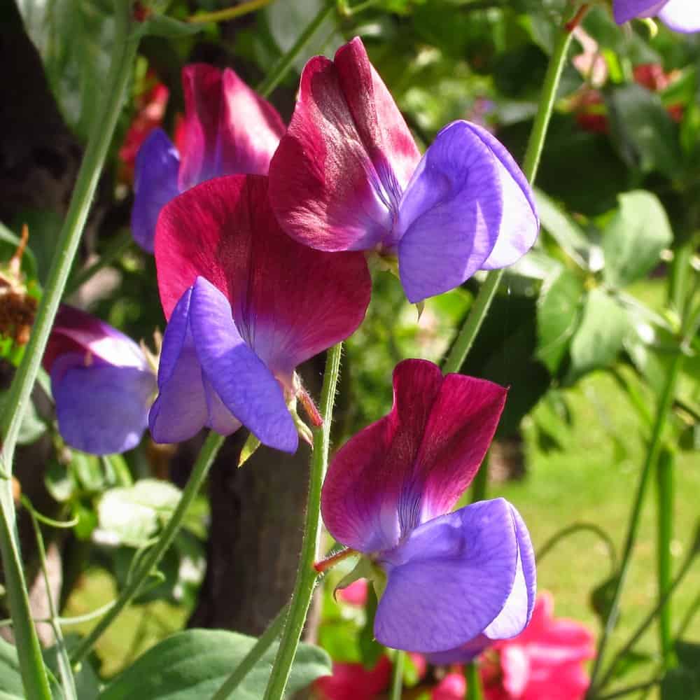 Matucana Sweet Peas