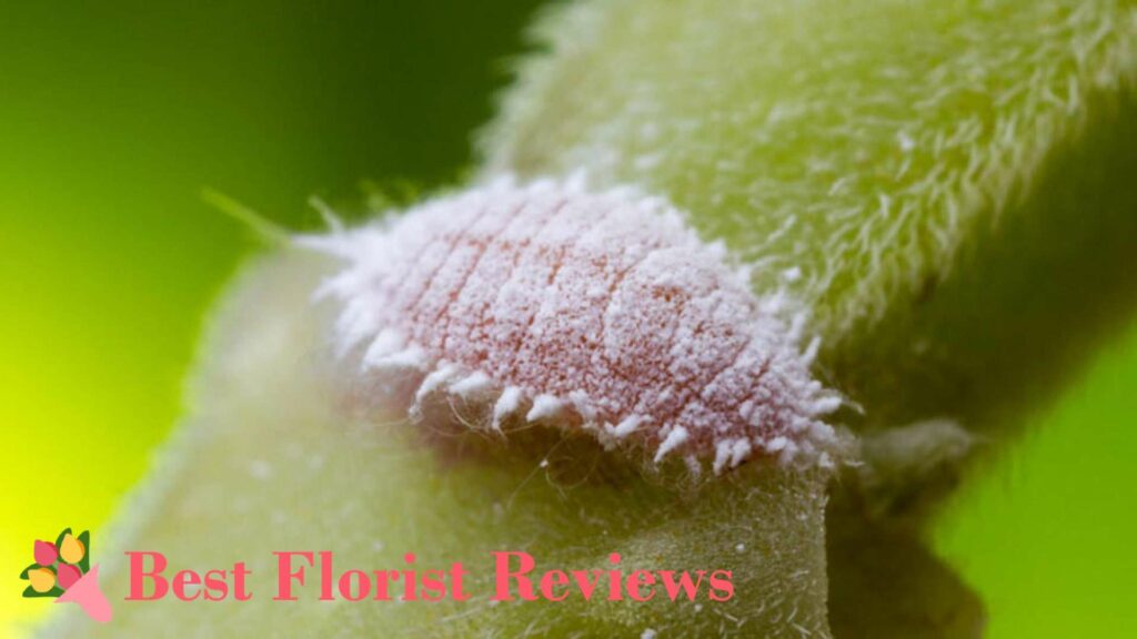 Mealybugs