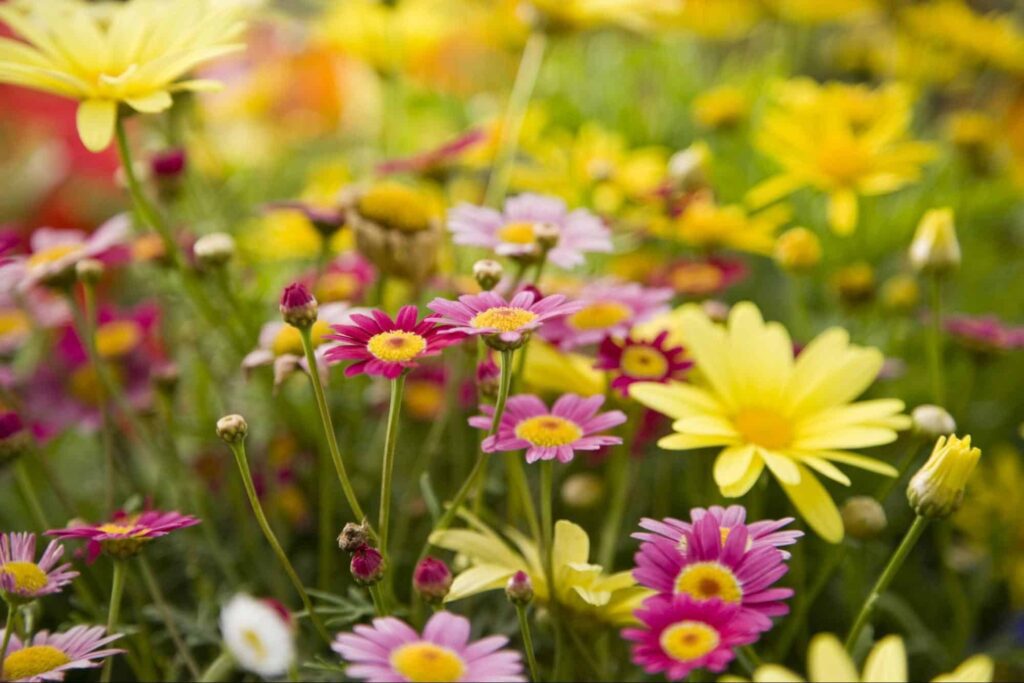 Meaning and Symbolism of Daisies