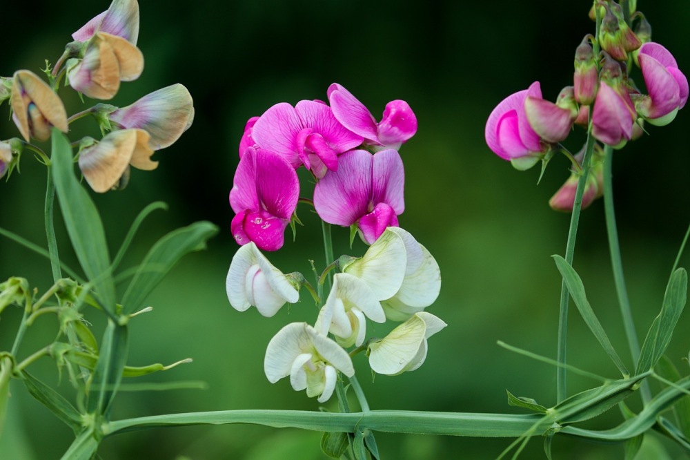 Meaning and Symbolism of Sweet Peas