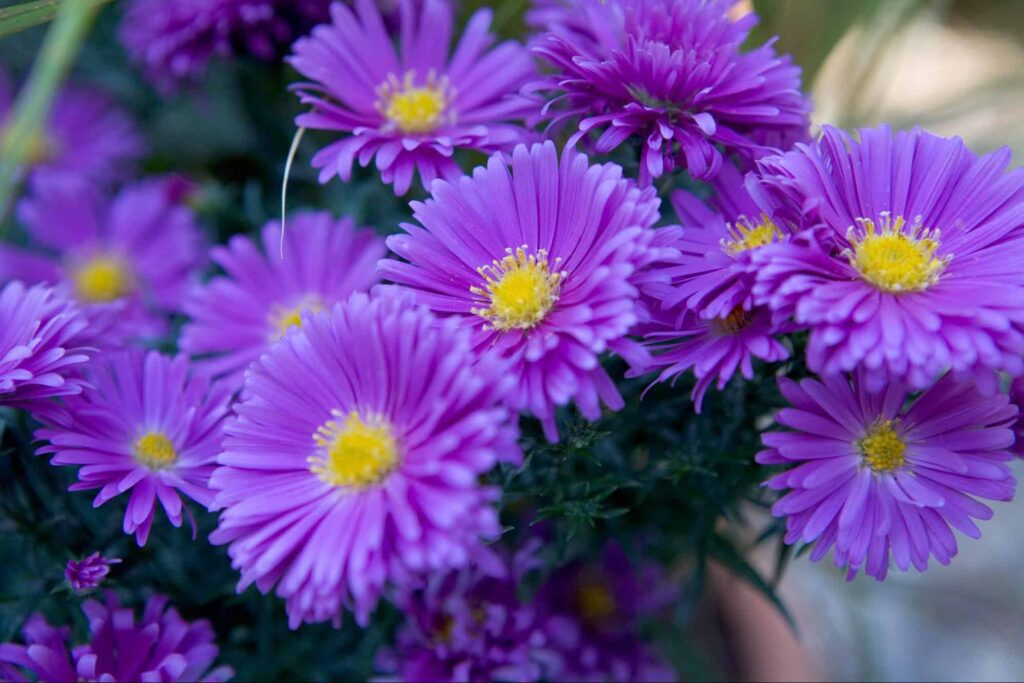 Michaelmas Daisies