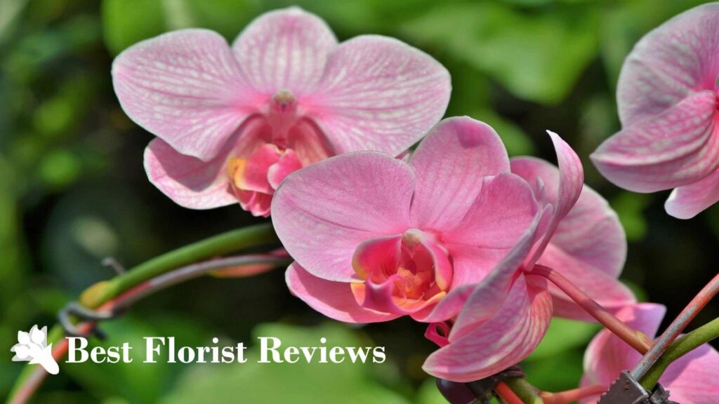 Moth Orchids