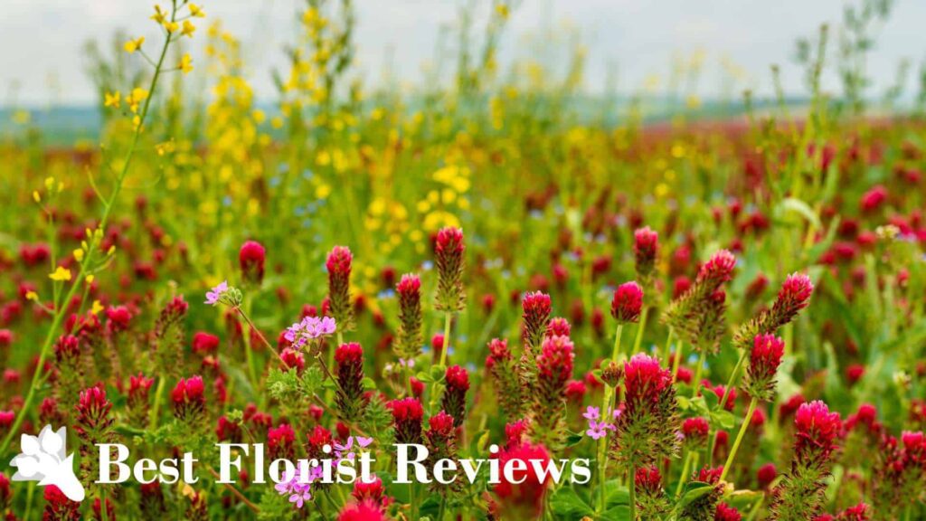 Nature’s Lucky Charms A Guide to Clover Flowers