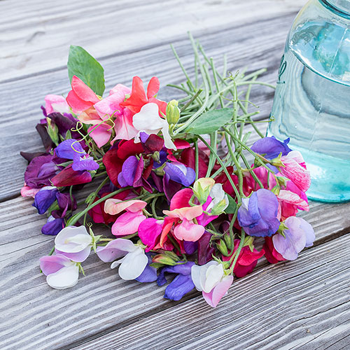 Old Spice Sweet Peas