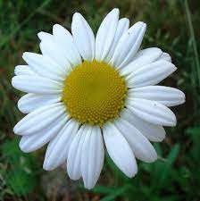 Ox-Eye Daisies