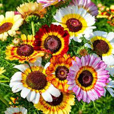 Painted Daisies