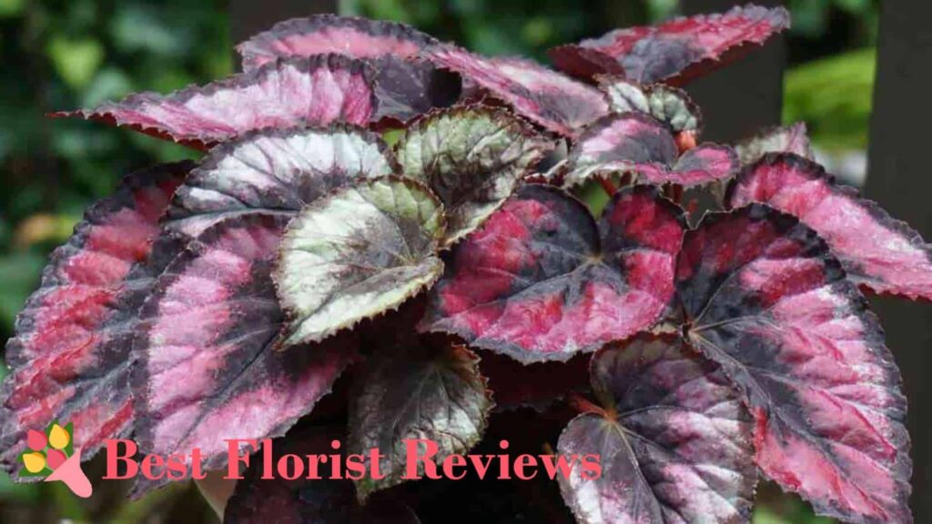 Painted-Leaf Begonia