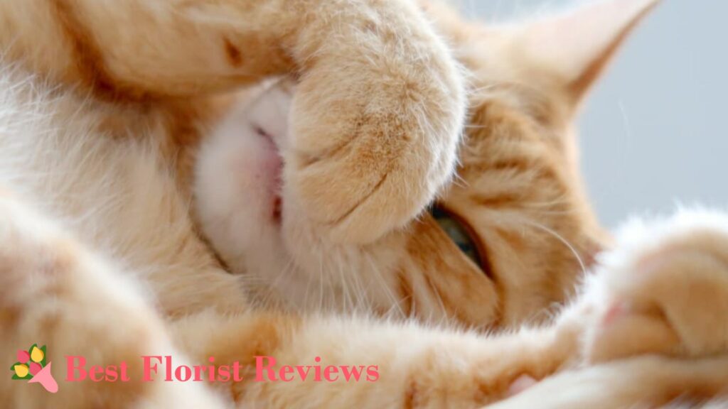 Pawing at the Mouth