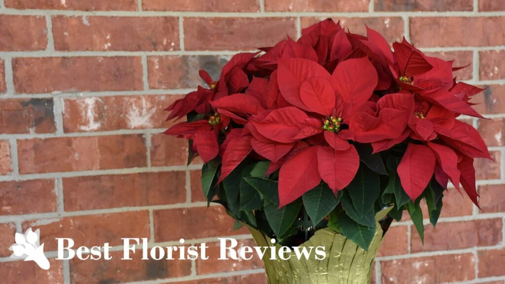 Poinsettia