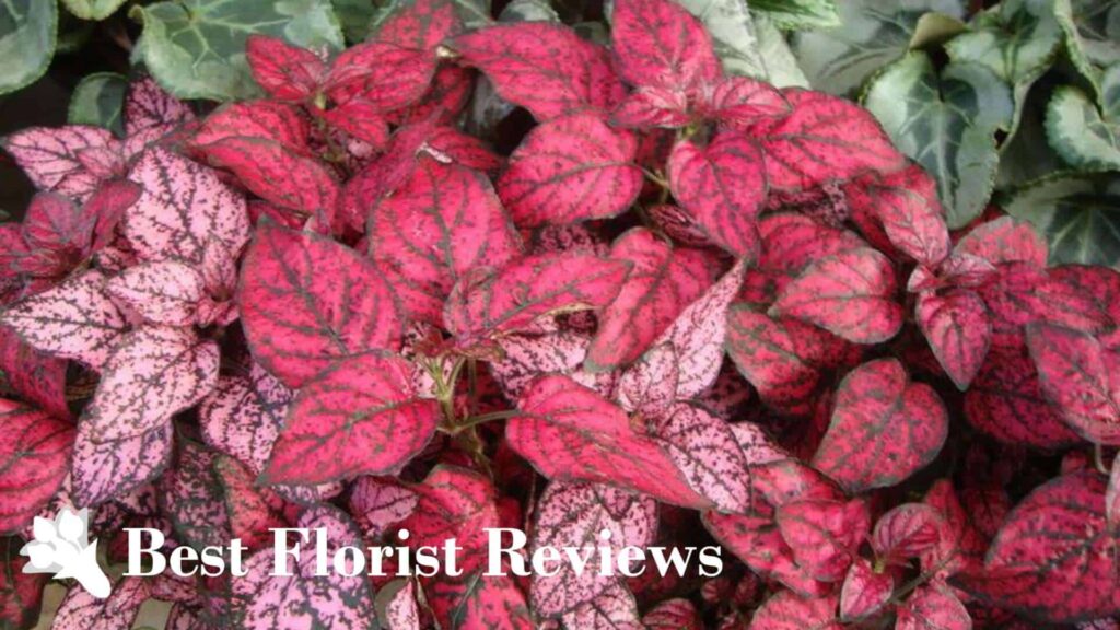 Polka Dot Plant