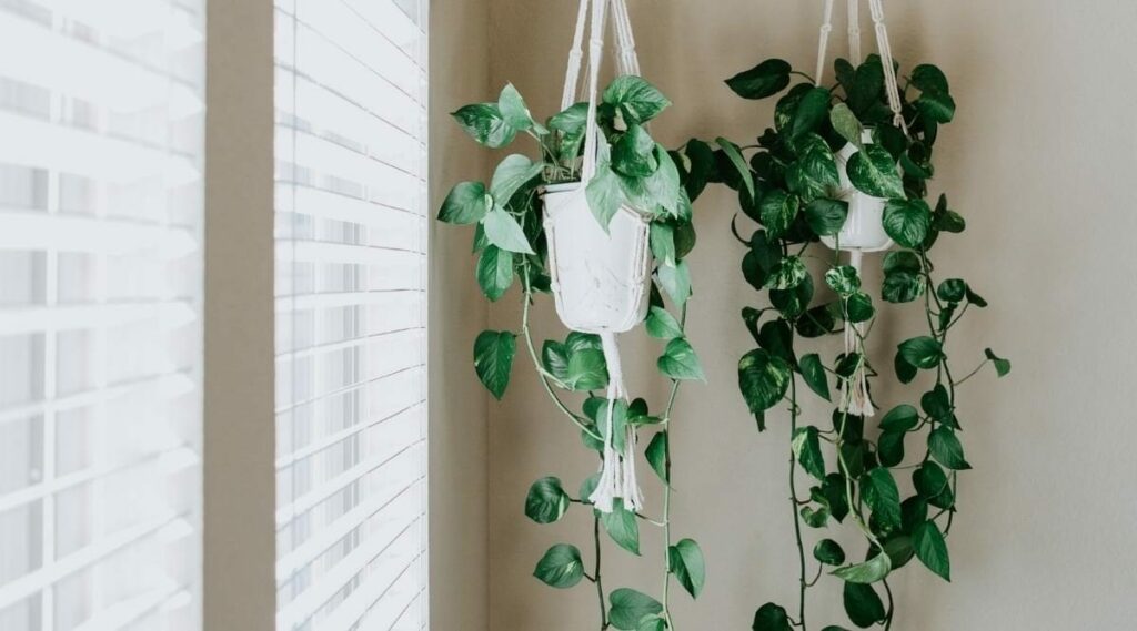 Pothos