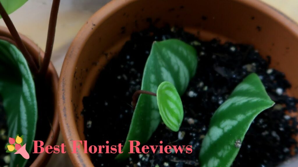 Propagate watermelon peperomia by cutting a leaf