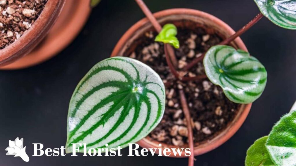 Propagate watermelon peperomia by cutting a stem