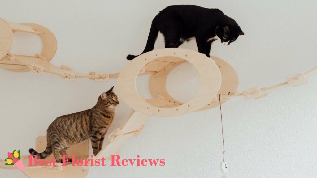 Provide a cat-friendly environment