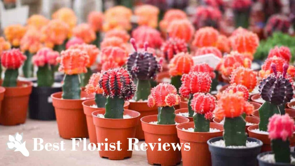 Red Moon Cactus