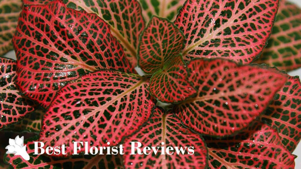 Red Veined Nerve Plant
