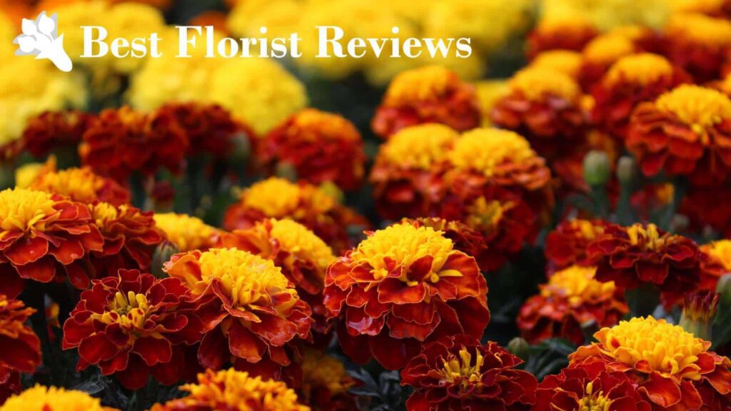 Red and Yellow Bicolor