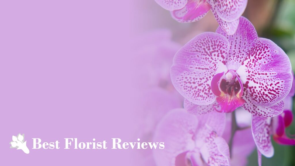 Regal Blooms 7 Types of Orchids That You Need to Know