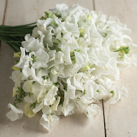 Royal Wedding Sweet Peas