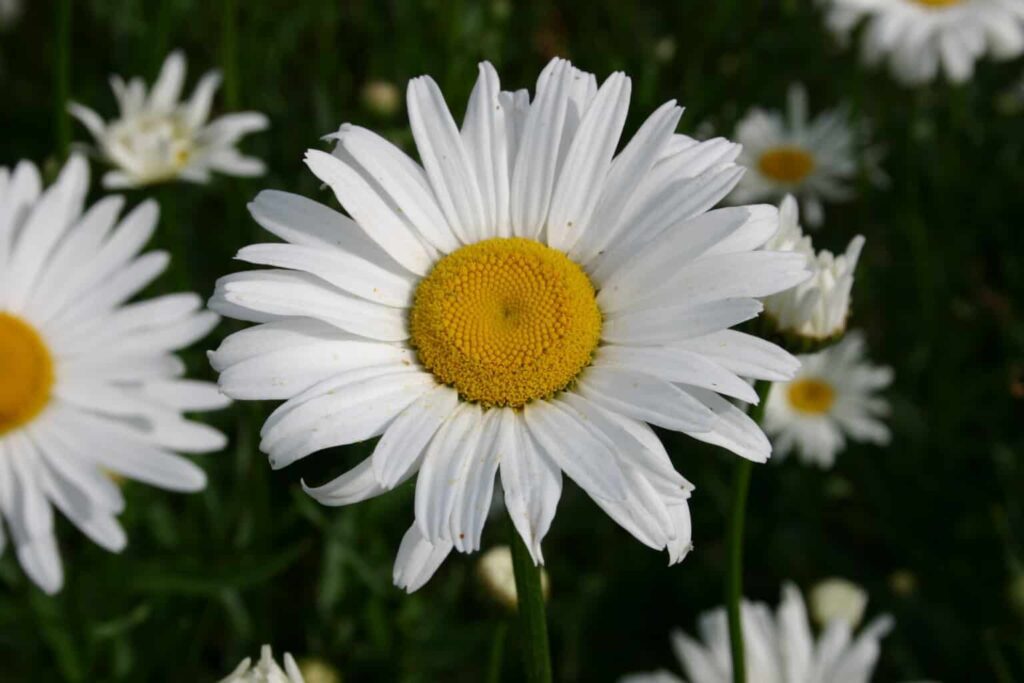 Shasta Daisies