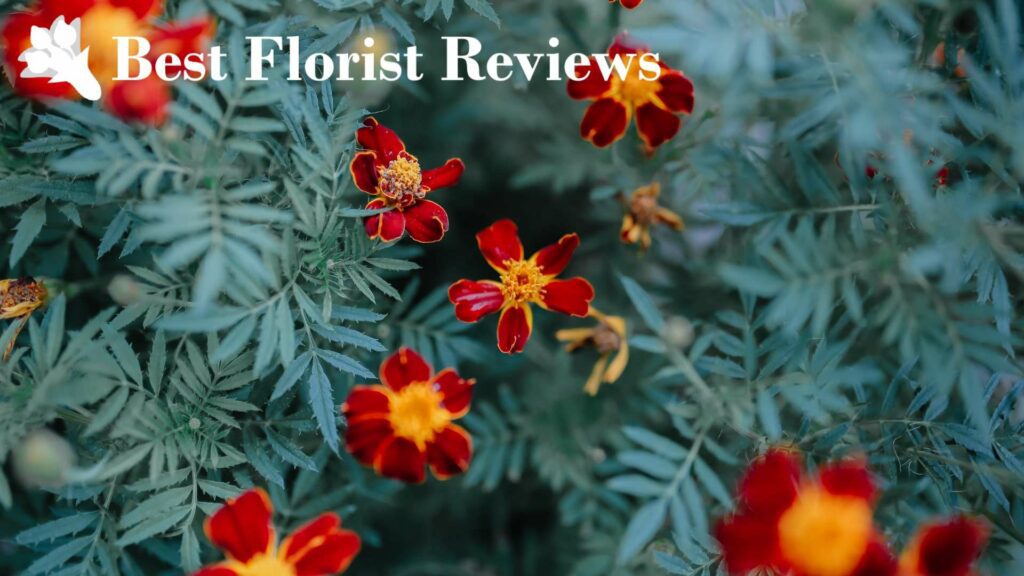 Signet Marigolds