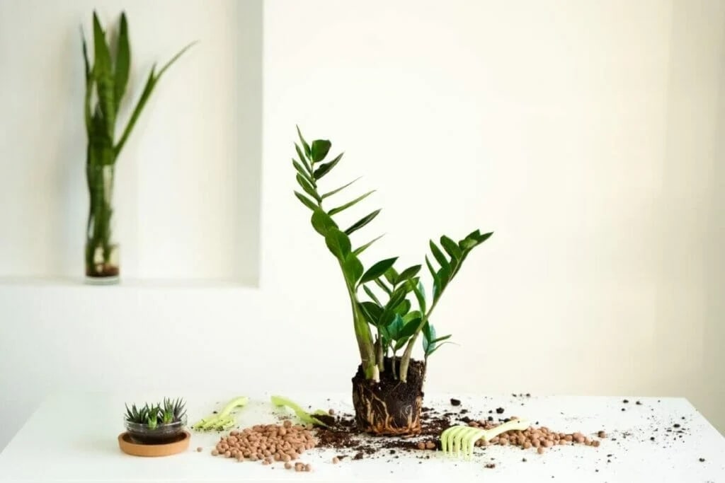 Signs that Your ZZ Plant Needs Repotting
