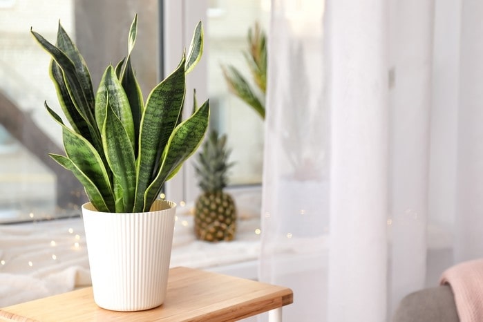 Snake Plant