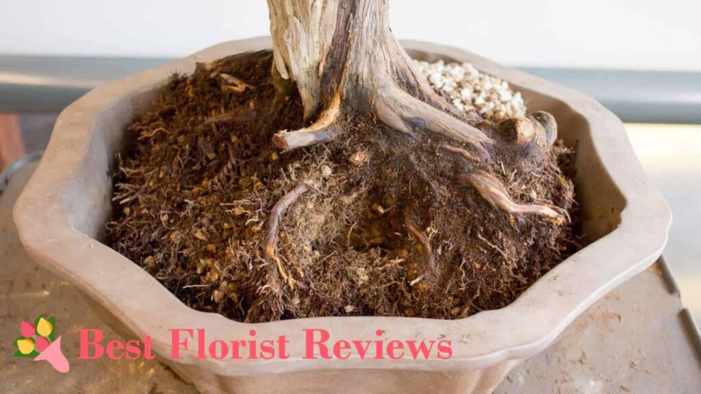 Soil Compaction