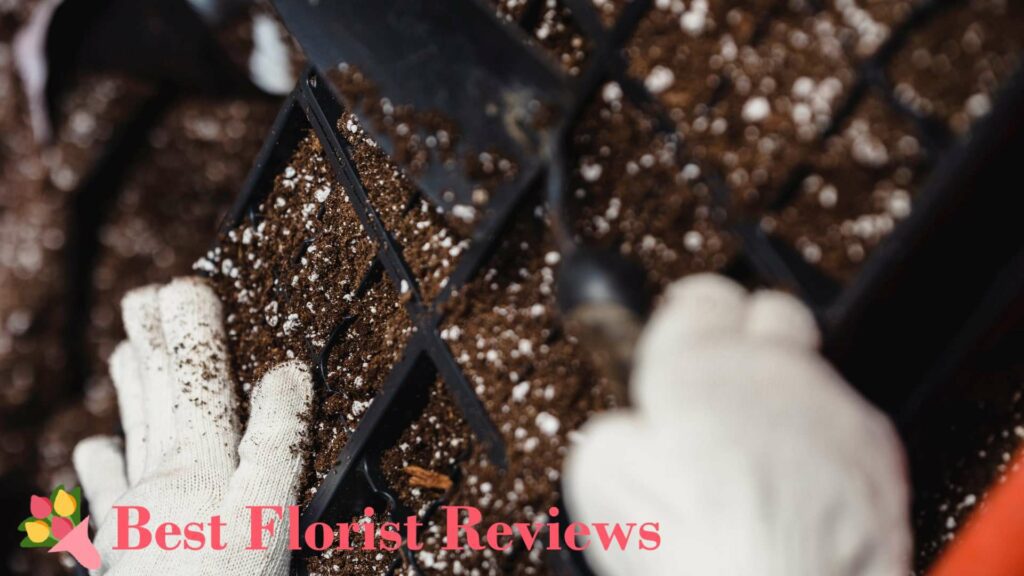 Soil Mix Recipes for Aloe Vera