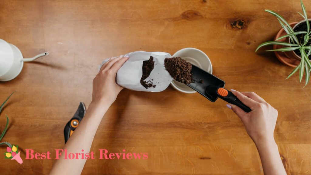 Soil Mix Recipes for Fiddle Leaf Fig