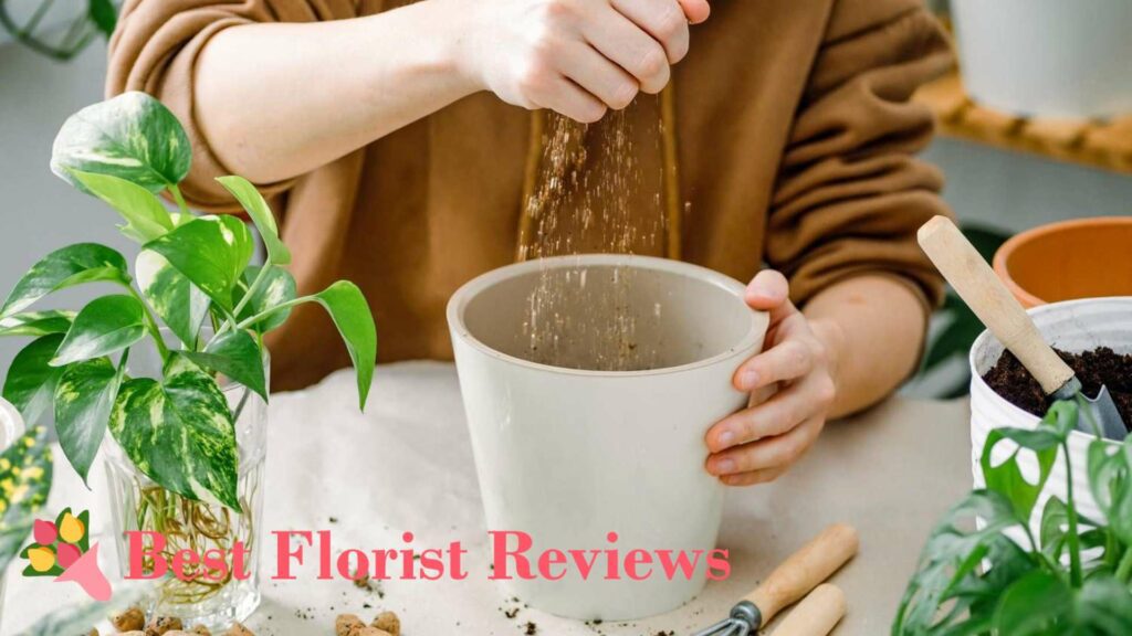 Soil Mix Recipes for Money Tree