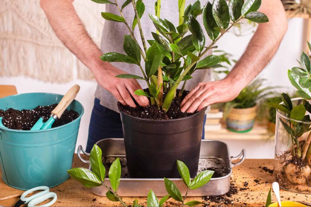Soil Mix Recipes for ZZ Plants