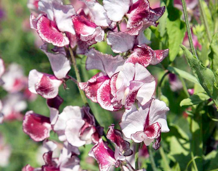 Spencer Ripple Sweet Peas