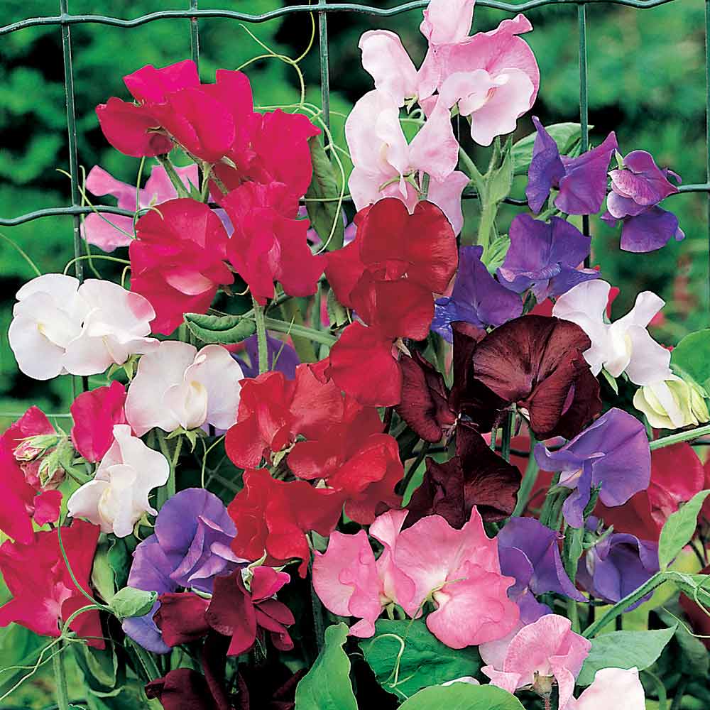 Spencer Sweet Peas