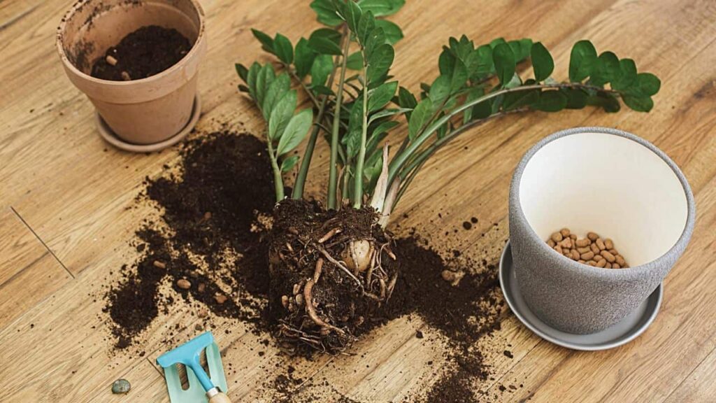 Step-by-Step Guide to Repotting