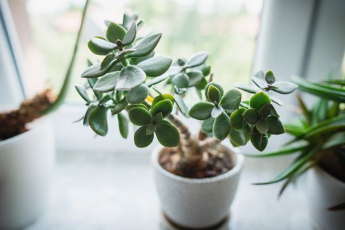 Stress Reduction and Mental Health Benefits