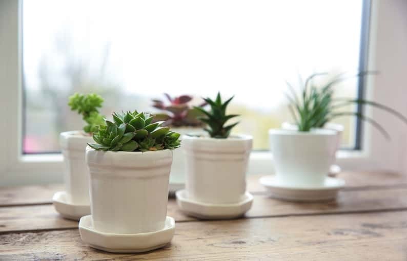 Styling Ideas and Plant Arrangement