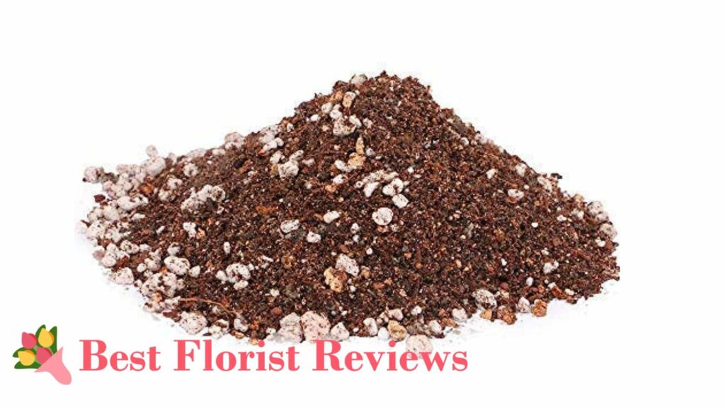 Succulent Soil