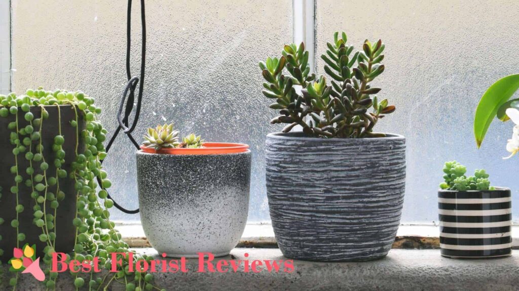 Sunny Side Up 7 Sun-Loving Plants for South-Facing Window