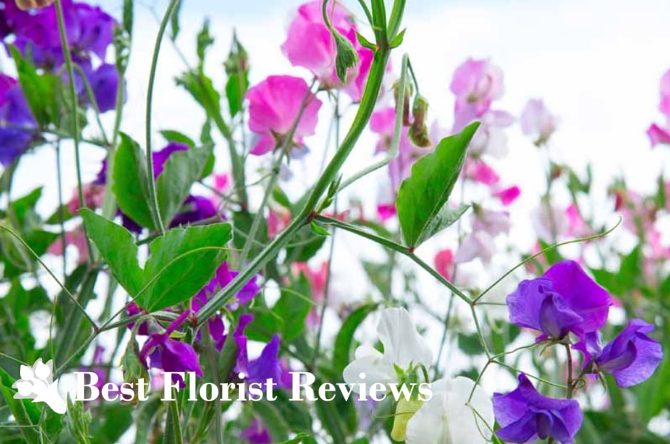 Sweet Pea Flower Meaning, Symbolism, and Uses