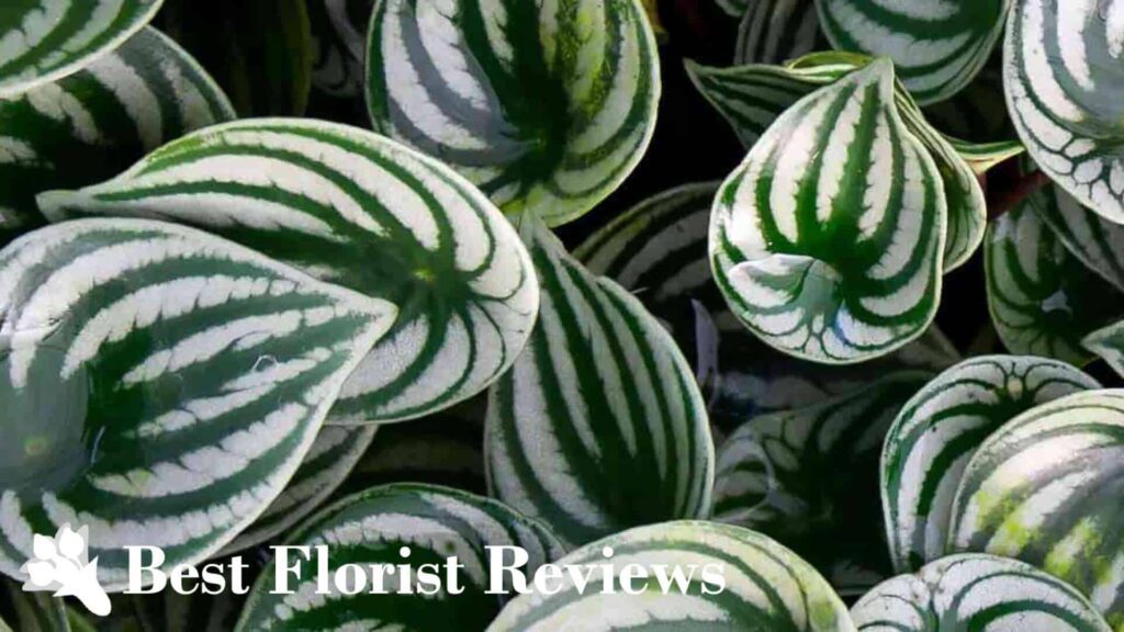 Taking Care of Watermelon Peperomia