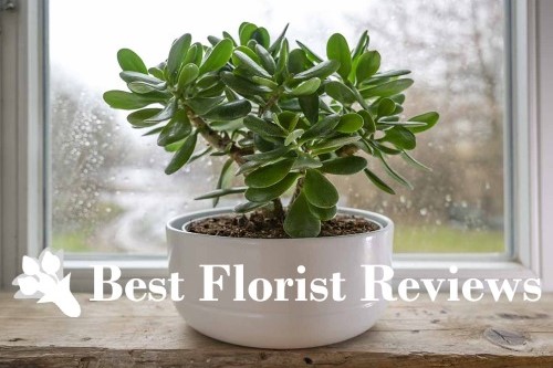 The Amazing Benefits of the Jade Plant