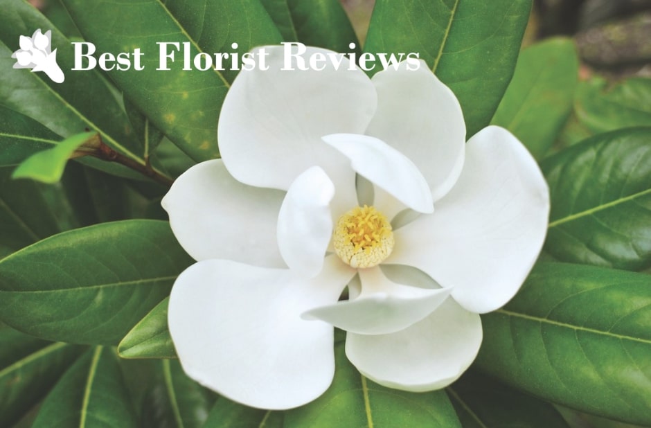 The Enchanting Magnolia Meaning, Significance, & Uses