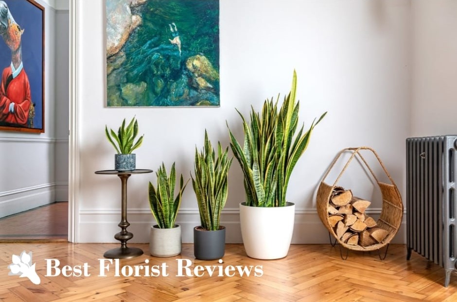 The Incredible Benefits of Snake Plants