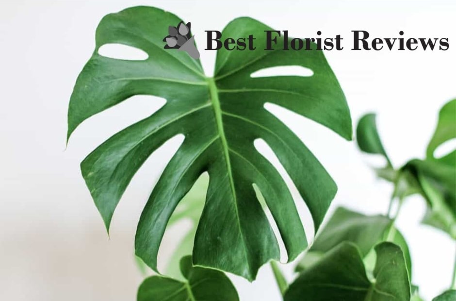 The Split Leaf Philodendron Origins, Uses, and Meaning