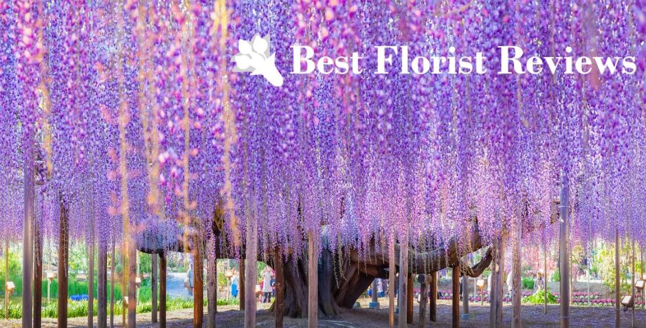 The Whimsical Wisteria Meaning, Symbolism, and Uses