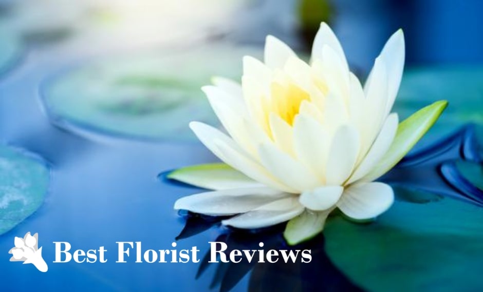 The White Lotus Flower Symbolism, Origins, and Uses